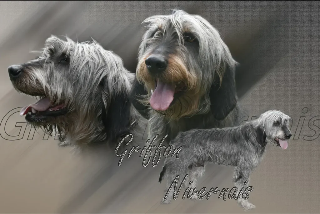 Griffon Nivernais, chien de chasse — motifs personnalisés pets-easy
