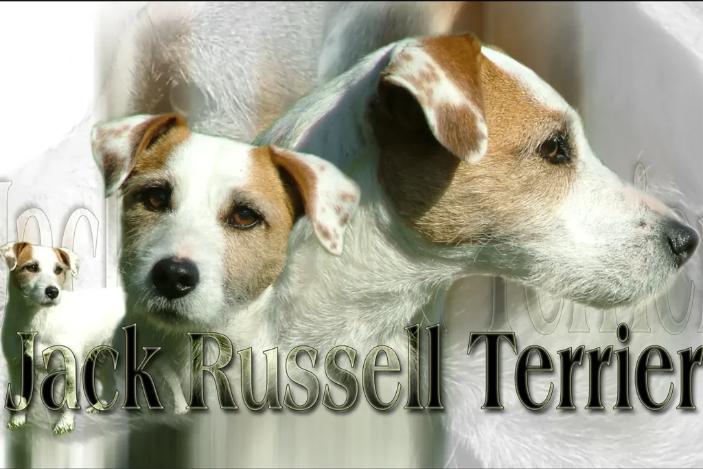 Jack Russell, chien de chasse — motifs personnalisés pets-easy