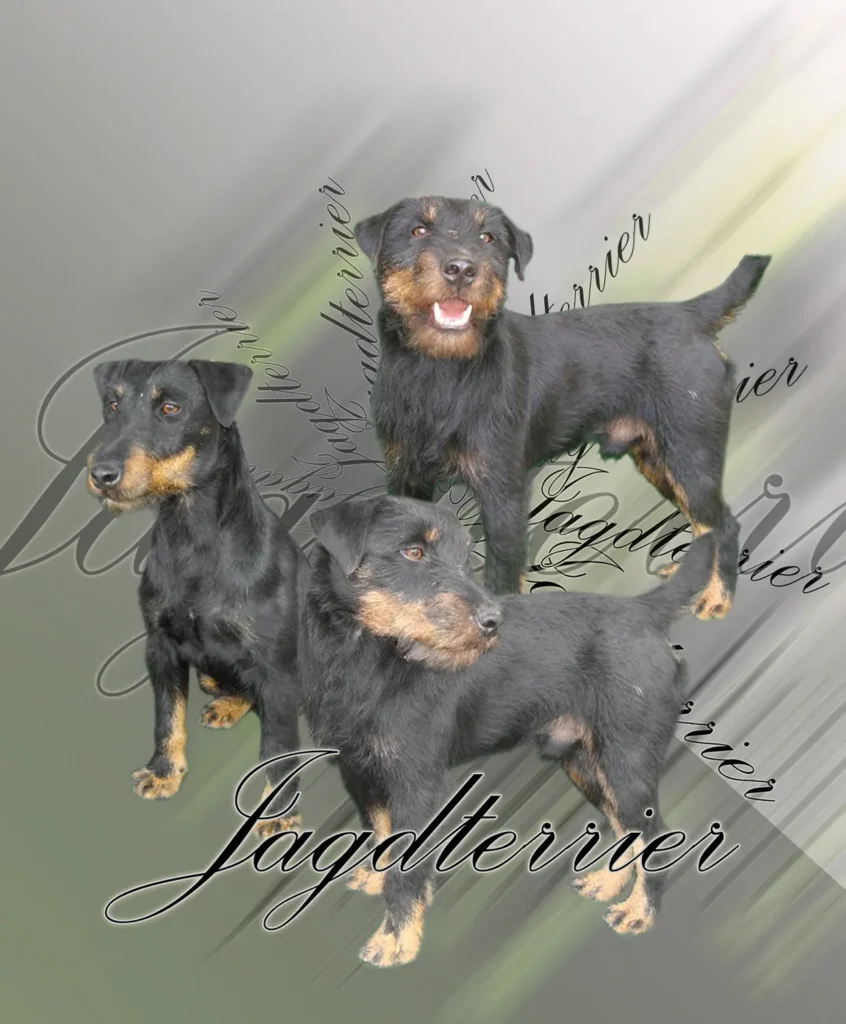 Jagd Terrier, chien de chasse