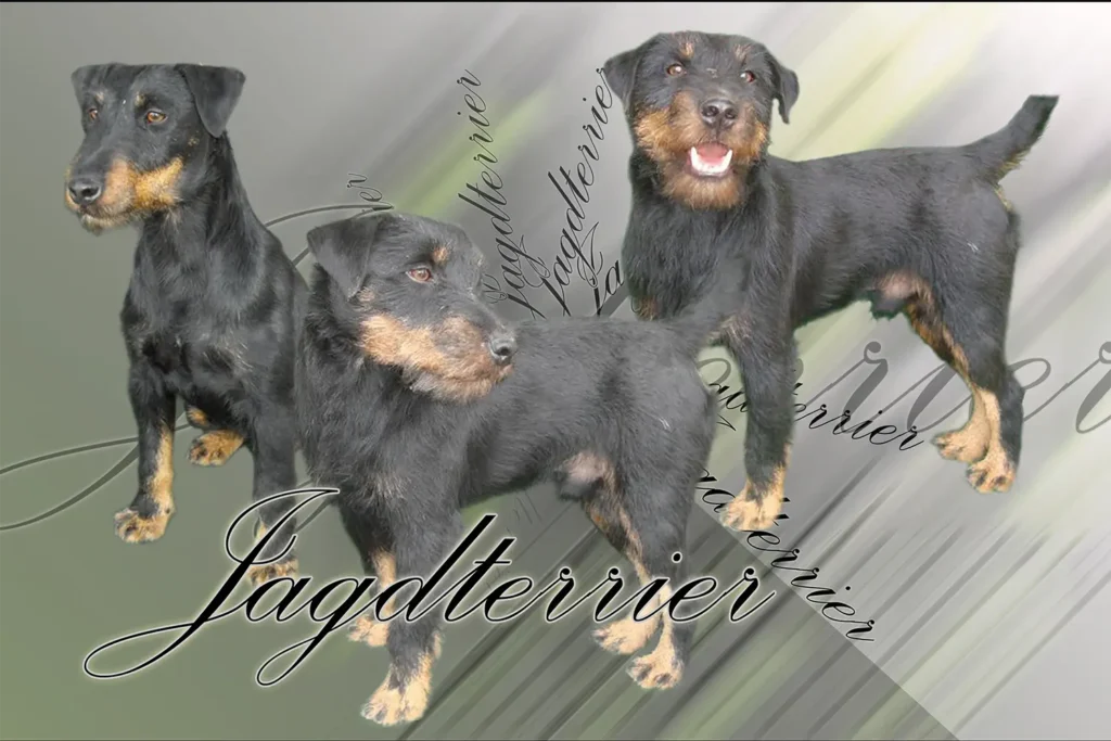 Jagd Terrier, chien de chasse — motifs personnalisés pets-easy