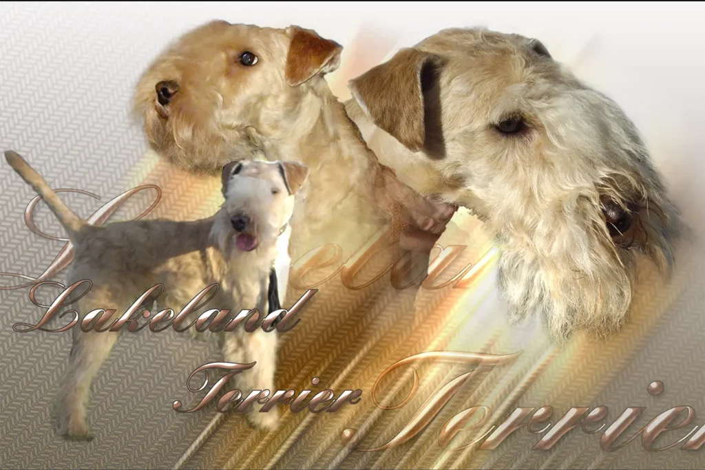 Lakeland Terrier, chien de chasse — motifs personnalisés pets-easy