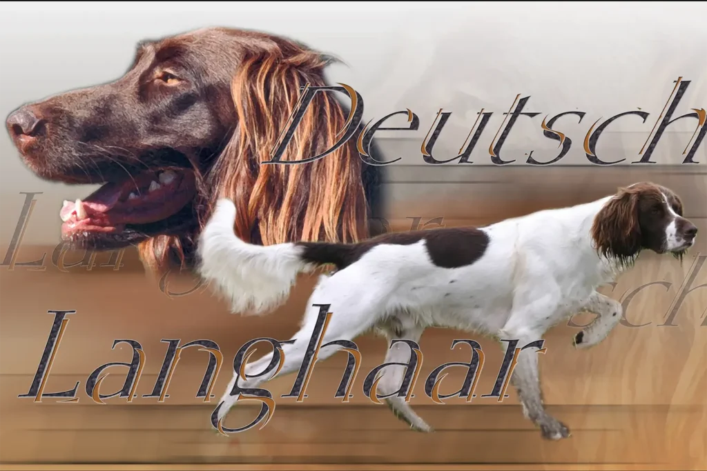 Langhaar, chien de chasse — motifs personnalisés pets-easy