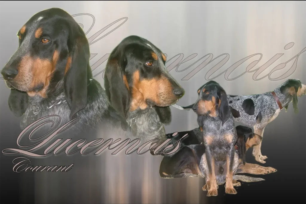 Lucernois, chien de chasse — motifs personnalisés pets-easy