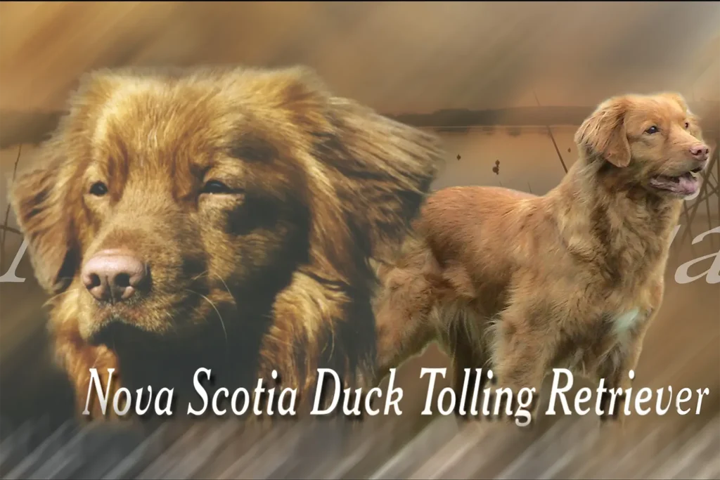 Nova Scotia Retriever, chien de chasse — motifs personnalisés pets-easy