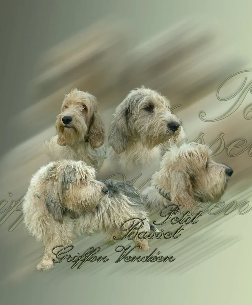 Petit Basset Griffon Vendéen, chien de chasse