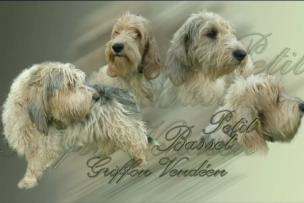 Petit Basset Griffon Vendéen, chien de chasse — motifs personnalisés pets-easy