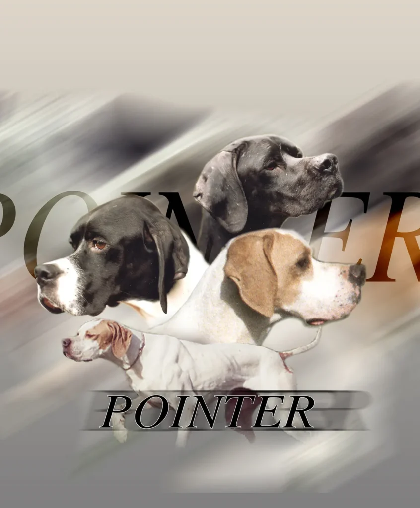 Pointer, chien de chasse