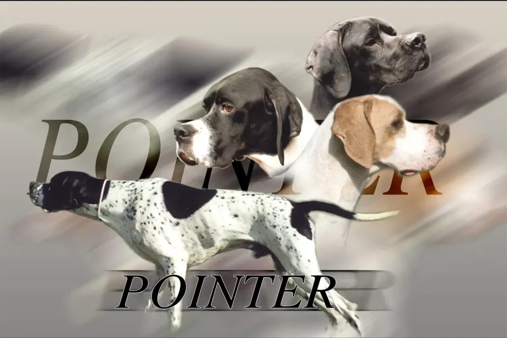Pointer, chien de chasse — motifs personnalisés pets-easy