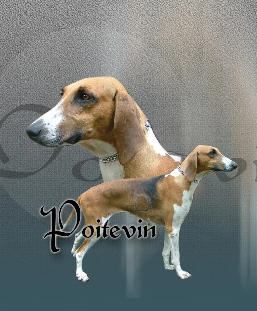 Poitevin, chien de chasse