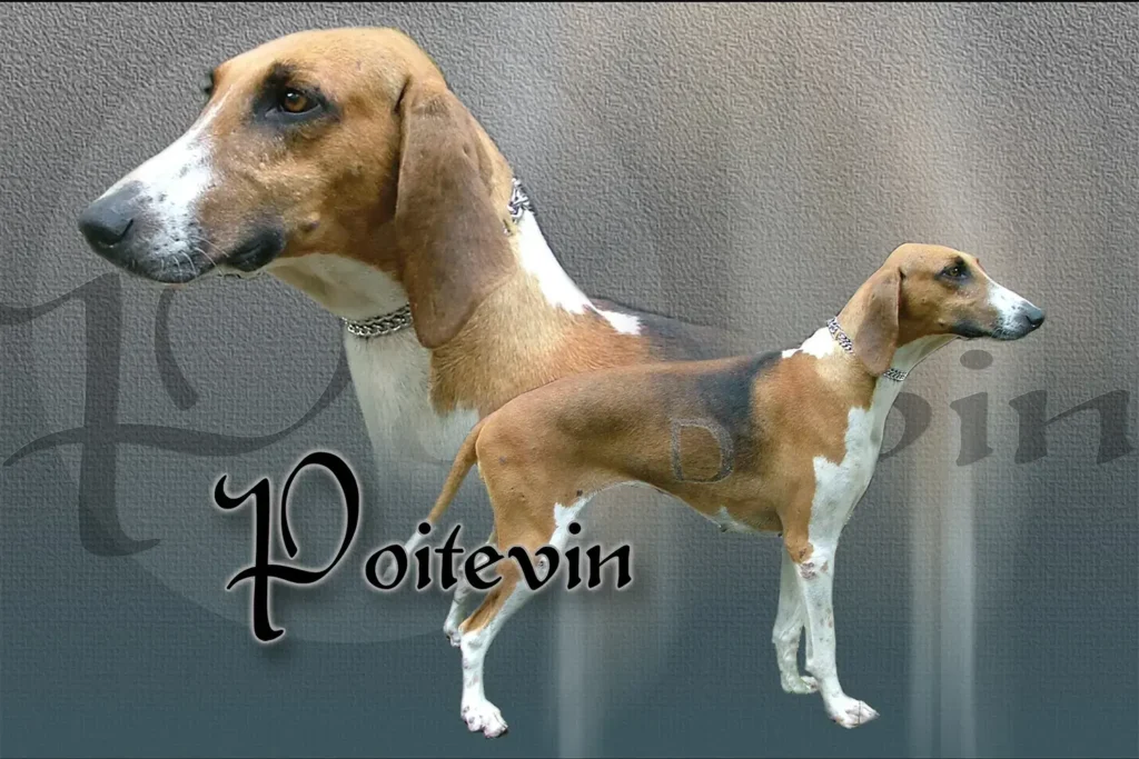 Poitevin, chien de chasse — motifs personnalisés pets-easy