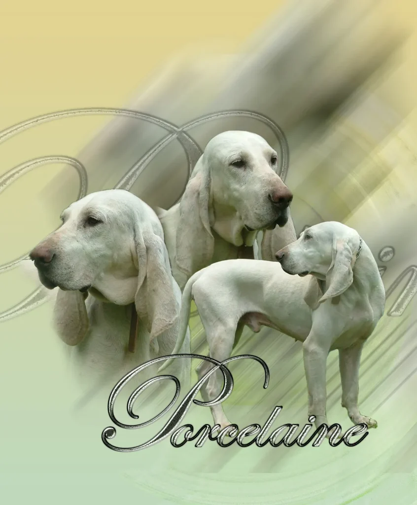Porcelaine, chien de chasse