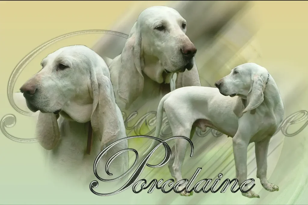 Porcelaine, chien de chasse — motifs personnalisés pets-easy