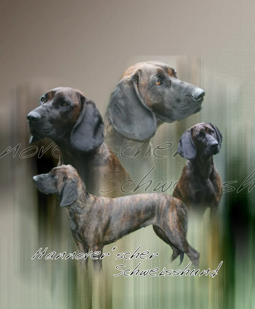 Rouge de Hanovre, chien de chasse