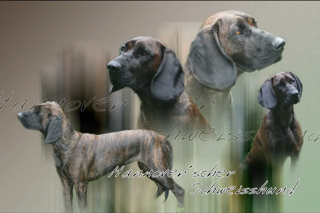 Rouge de Hanovre, chien de chasse — motifs personnalisés pets-easy