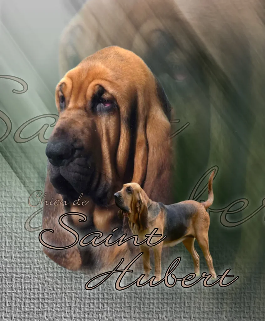 Saint-Hubert, chien de chasse