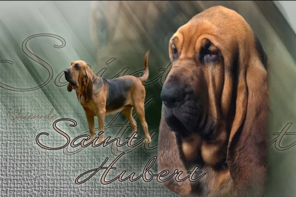 Saint-Hubert, chien de chasse — motifs personnalisés pets-easy