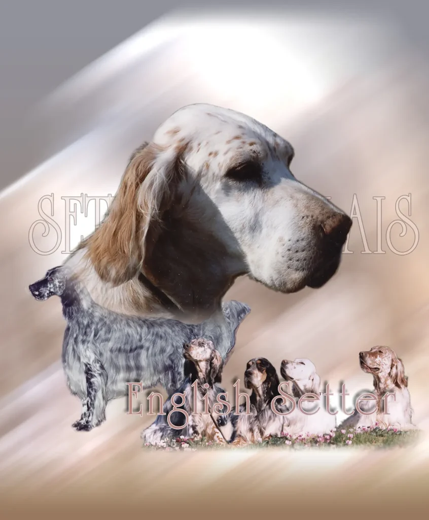 Setter Anglais, chien de chasse