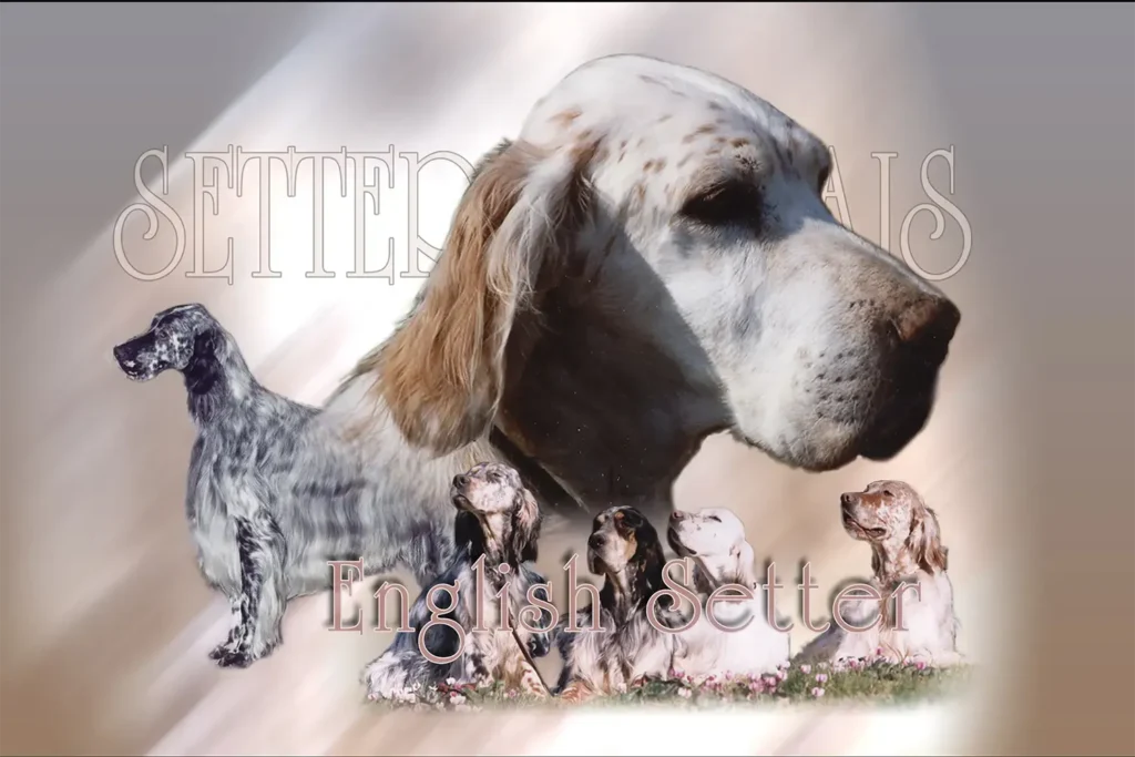Setter Anglais, chien de chasse — motifs personnalisés pets-easy