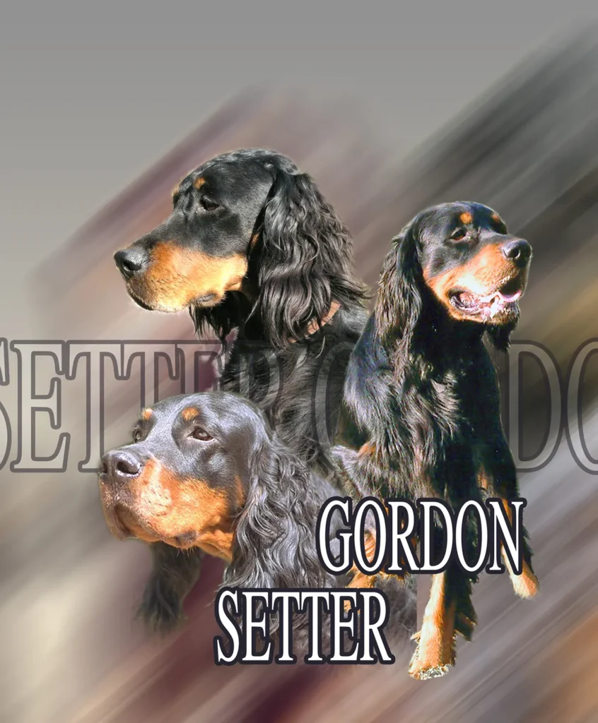 Setter Gordon, chien de chasse