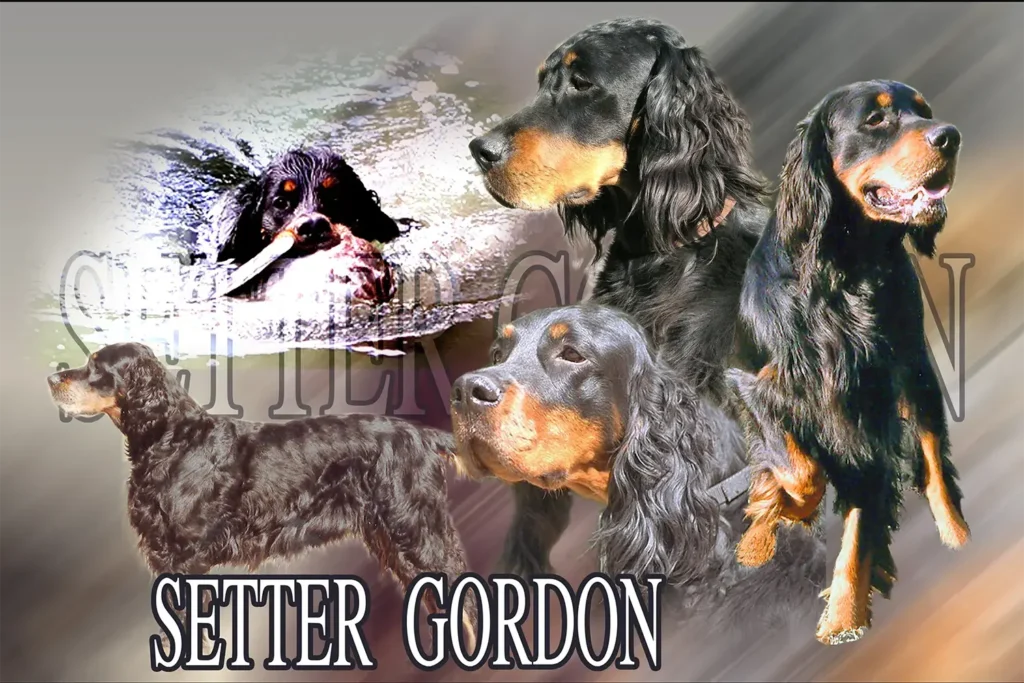 Setter Gordon, chien de chasse — motifs personnalisés pets-easy