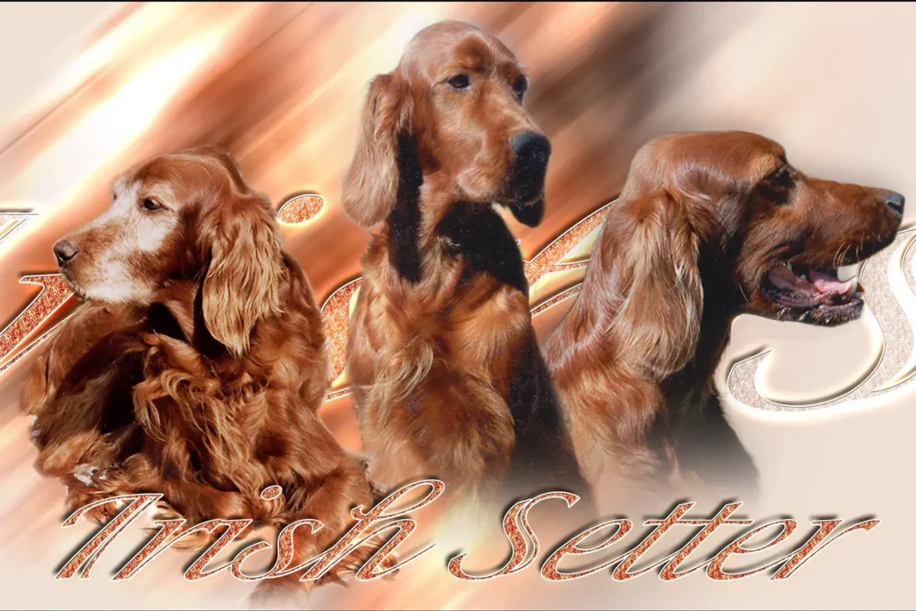 Setter Irlandais, chien de chasse — motifs personnalisés pets-easy