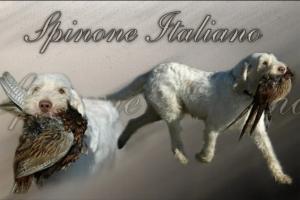 Spinone Italiano, chien de chasse — motifs personnalisés pets-easy