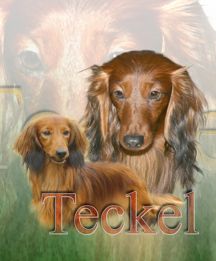 Teckel, chien de chasse