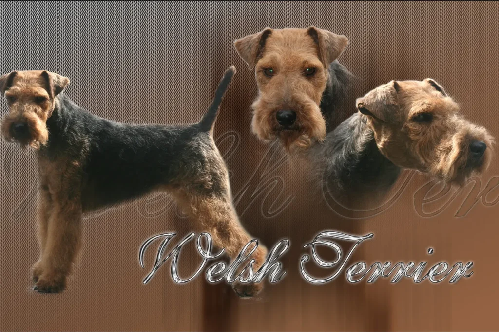 Welsh Terrier, chien de chasse — motifs personnalisés pets-easy