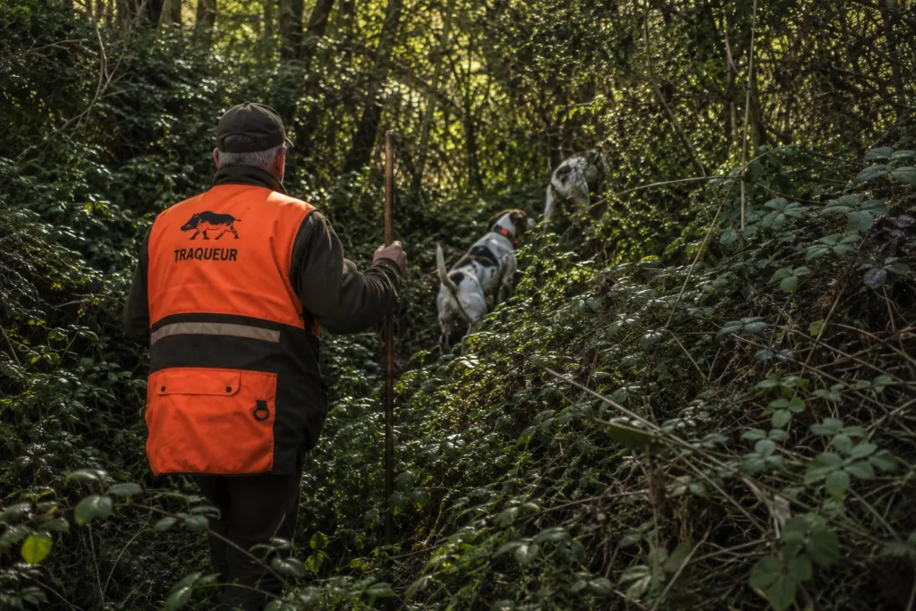 Un traqueur de dos dans un fourré de ronces, gilet orange fluo, deux chiens devant lui
