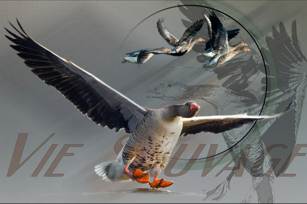 Oie sauvage — textile de chasse personnalisé, dessiné et imprimé à Thouars