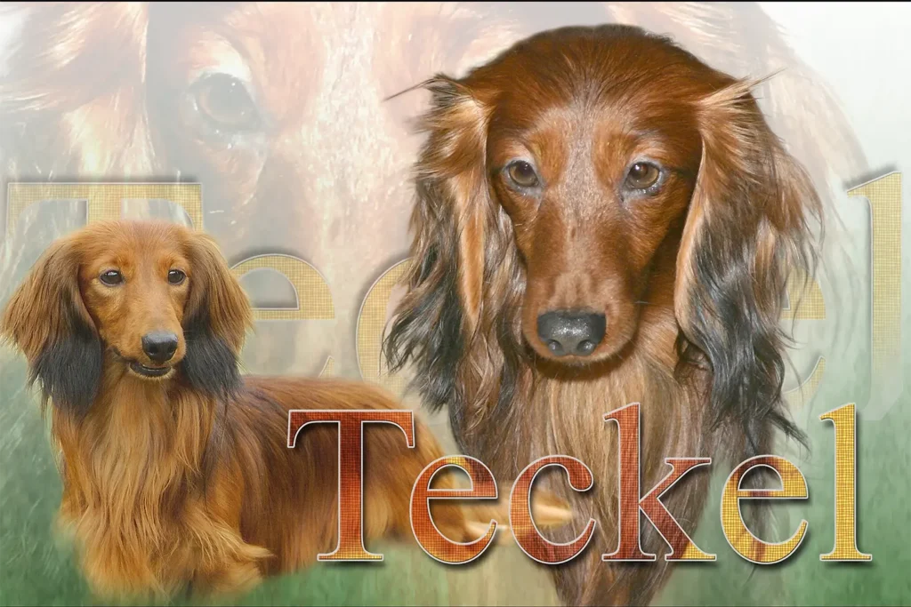 Teckel, chien de chasse — motifs personnalisés pets-easy