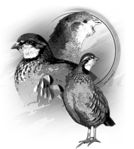 Motif Perdrix pour débardeur de chasse personnalisé