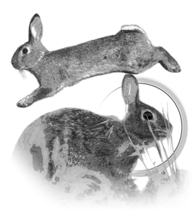 Motif Lapin pour débardeur de chasse personnalisé