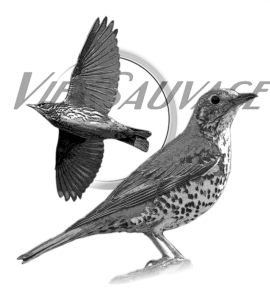 Motif Grive pour débardeur de chasse personnalisé