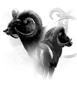 Motif Mouflon pour débardeur de chasse personnalisé