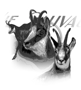Motif Chamois pour débardeur de chasse personnalisé